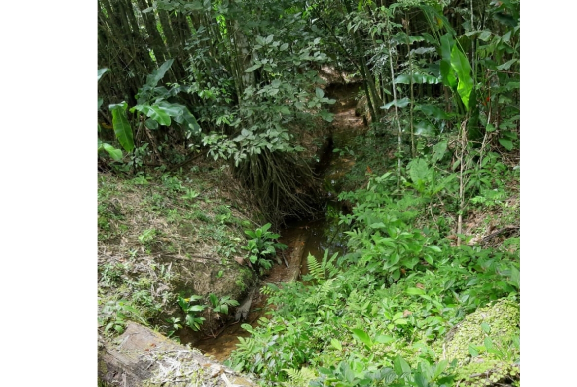 Photo showcasing the natural drainage system on the 31-acre property in Metivier Trace, Talparo, Trinidad.