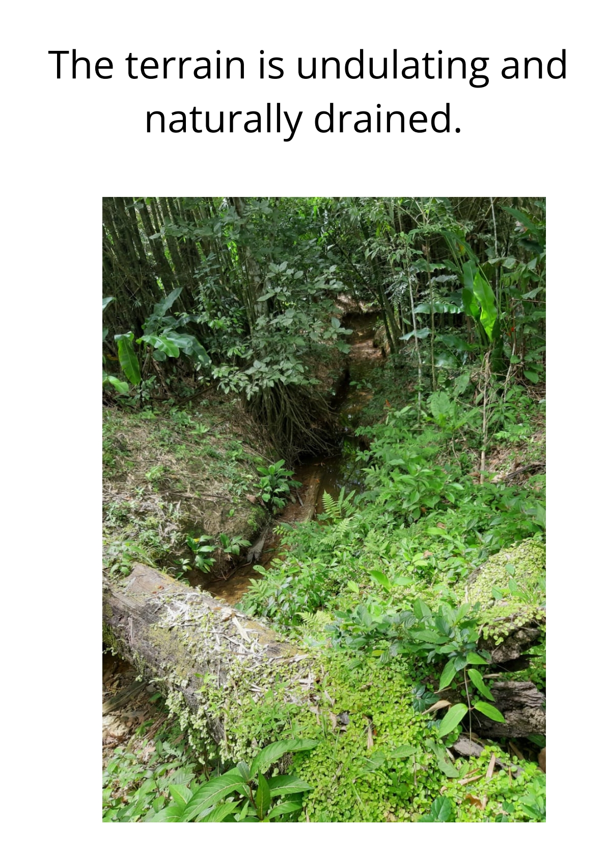 Photo showcasing the natural drainage system on the 31-acre property in Metivier Trace, Talparo, Trinidad.