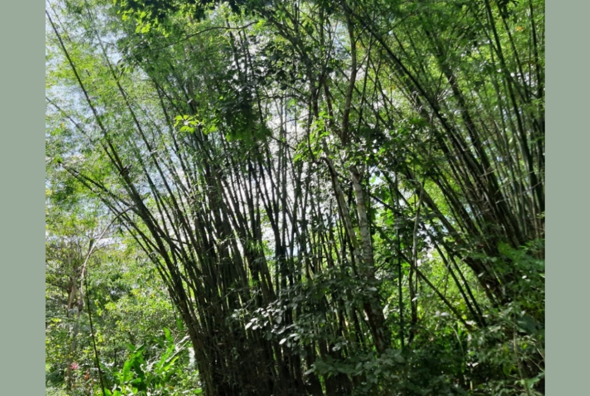 Photo showcasing the lush green landscape surrounding the 31-acre property in Metivier Trace, Talparo, Trinidad.