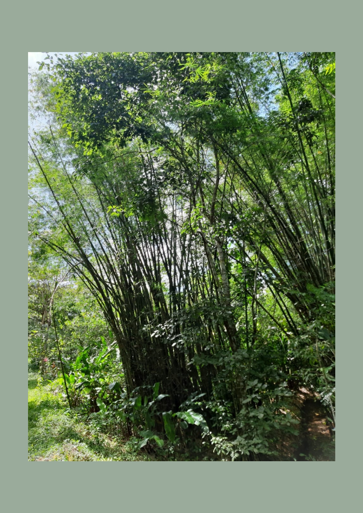 Photo showcasing the lush green landscape surrounding the 31-acre property in Metivier Trace, Talparo, Trinidad.