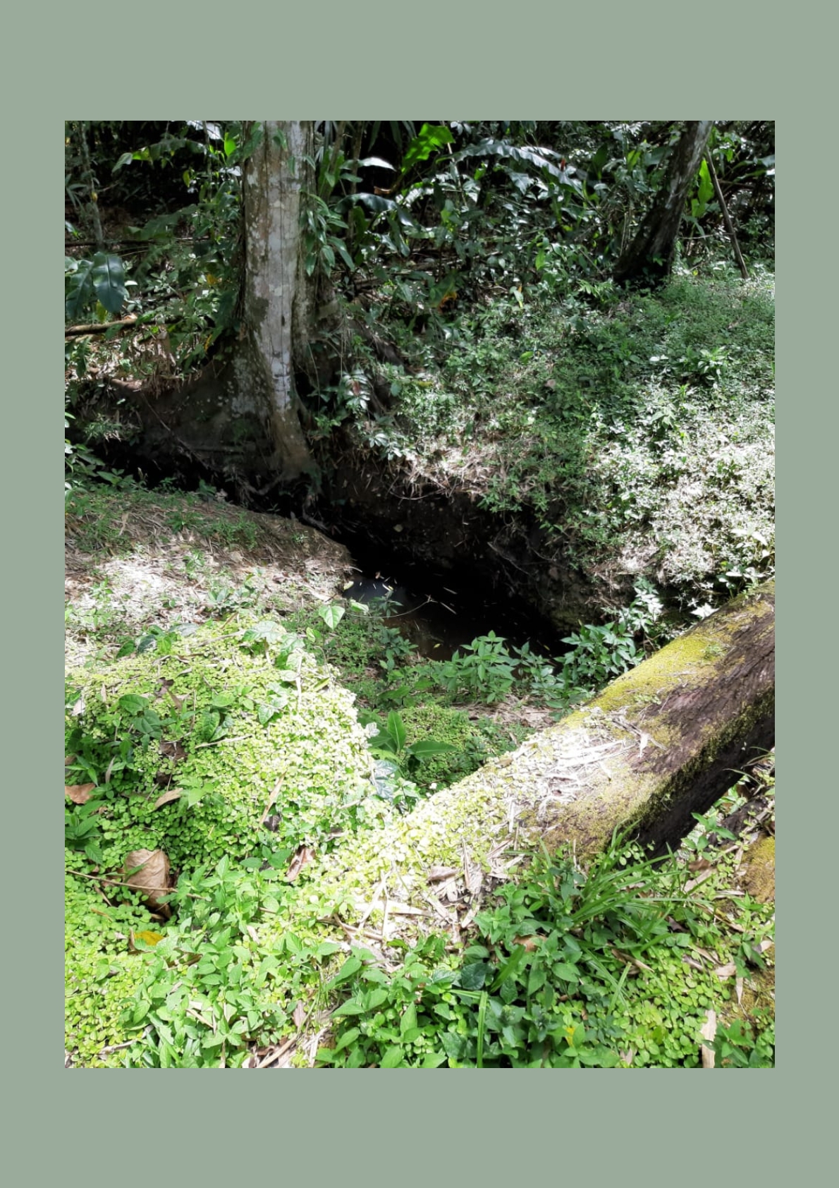 Photo showcasing the natural drainage system on the 31-acre property in Metivier Trace, Talparo, Trinidad.