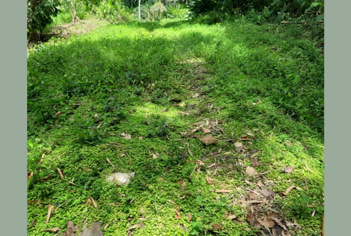 Photo showcasing the lush green landscape surrounding the 31-acre property in Metivier Trace, Talparo, Trinidad.