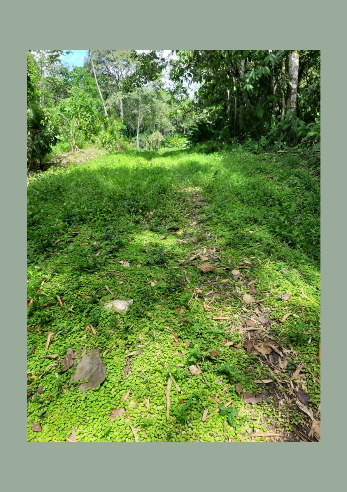 Photo showcasing the lush green landscape surrounding the 31-acre property in Metivier Trace, Talparo, Trinidad.